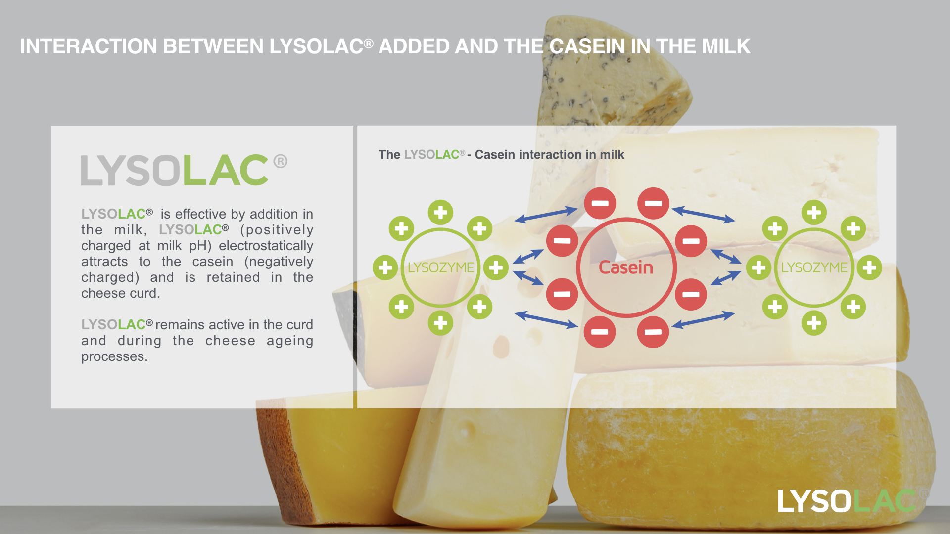 Bioseutica® LYSOLAC® - Casein Interaction