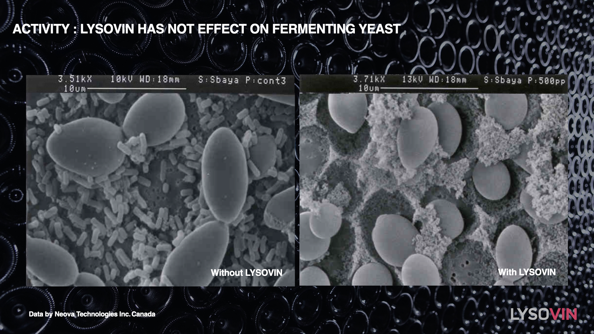 Lysovin on wine yeast